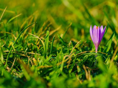 Doğada büyüyen bahar çiçeği