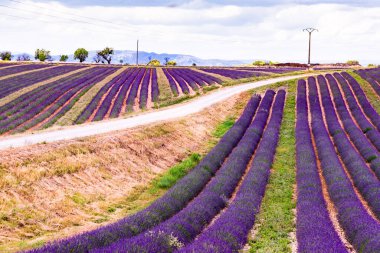 Çiçekli lavanta tarlaları ve uzak dağları olan bir manzara. Çiçek mevsimi. Fransız tatili için cazibe gezisi.