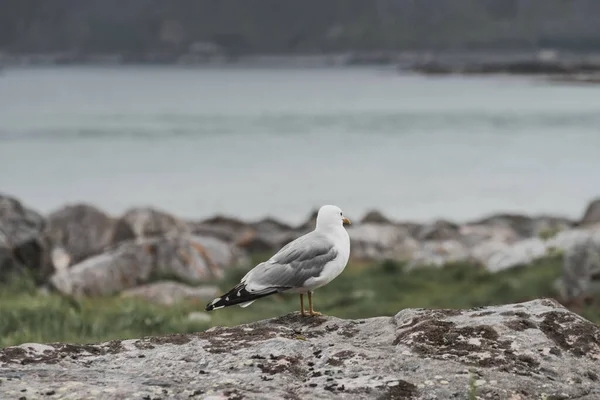 Costa Mar Pedra Com Pássaro Gaivota Ilhas Lofoten Noruega Tempo — Fotografia de Stock