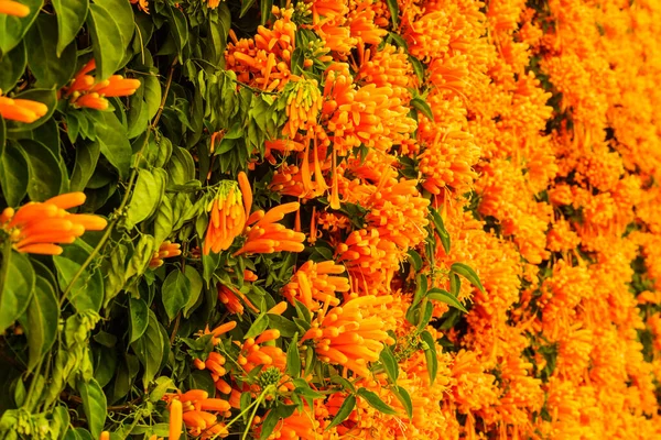 Orange Flowers Hanging Garden Fence Wall Spain Pyrostegia Venusta Nature — Stock Photo, Image