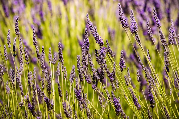 Lavender Fields Bloom Provence France Flowering Season — Foto Stock