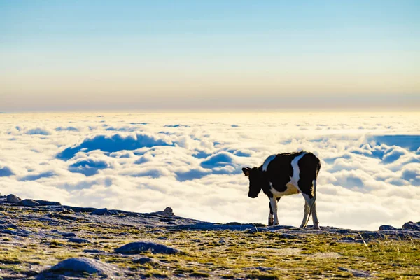 Корова Пасовищі Високих Горах Над Хмарами Серра Естрела Португалії — стокове фото