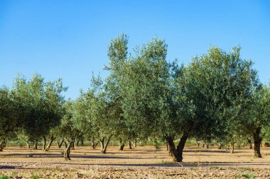 Geleneksel zeytin ağaçları çiftliği. İspanyol doğa manzarası