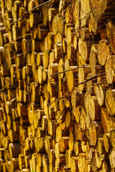 Timber Logging Forest Freshly Cut Tree Wooden Logs Piled Wood — Stock Photo, Image