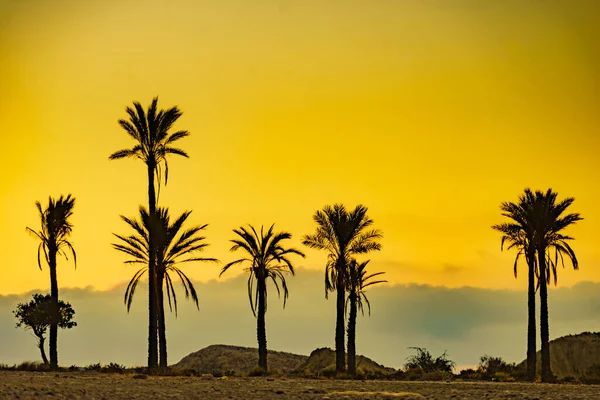 Sunrise Landscape Palm Trees Sierra Alhamilla Mountain Range Spain — Stock Photo, Image