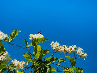 Mavi gökyüzüne karşı açan beyaz çiçekler ve bal arısı polen topluyor.