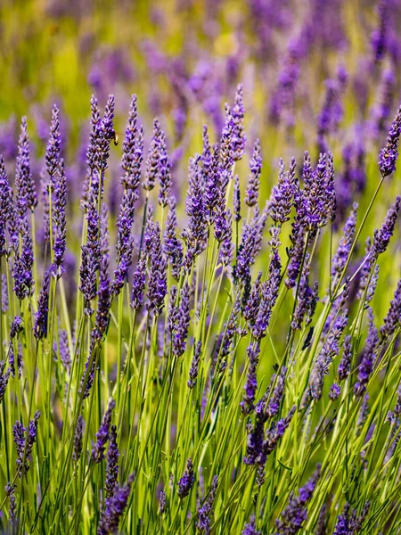 Lavender Fields Bloom Provence France Flowering Season — Foto Stock