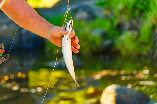 Fishing Man Fisherman Holds Fish Hand — Stock Photo, Image