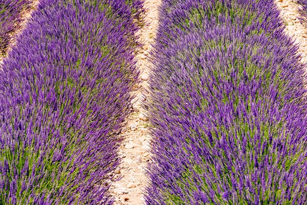 列にラベンダーの花が咲くフィールド 夏の風景 フランス ヨーロッパのプロバンス — ストック写真