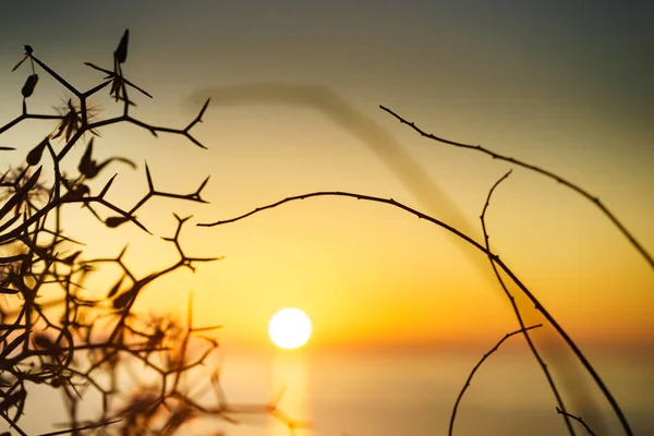 Torr Strandväxt Mot Orange Soluppgång Över Havet Naturlandskap — Stockfoto