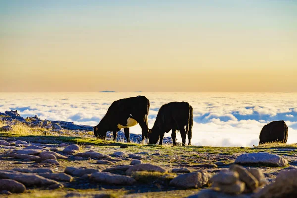 Корови Пасовищах Високих Горах Над Хмарами Серра Естрела Португалії — стокове фото