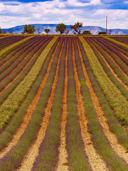 Paisaje Con Florecientes Campos Lavanda Montañas Distancia Temporada Floración Viaje — Foto de Stock