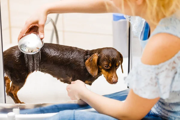 Mulher Cuidar Seu Cãozinho Lavagem Feminina Dachshund Limpeza Sob Chuveiro — Fotografia de Stock