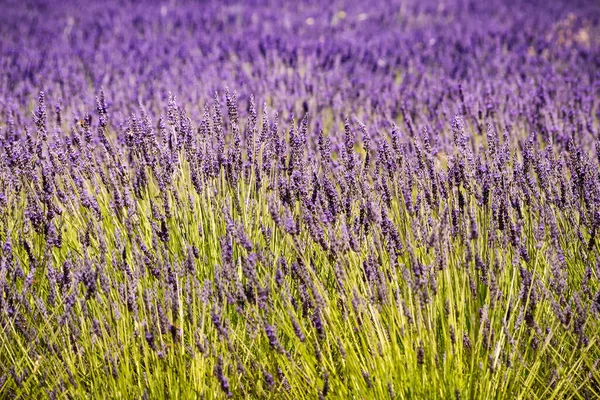 Лавандовые Поля Цветут Провансе Франция Цветочный Сезон — стоковое фото