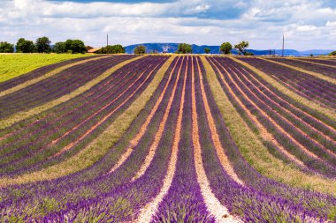 Çiçekli lavanta tarlaları ve uzak dağları olan bir manzara. Çiçek mevsimi. Fransız tatili için cazibe gezisi.