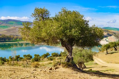 İspanyol doğa manzarası. Guadalhorce 'u ve etrafını zeytin ağaçlarıyla donatın. Ardales Barajı, Malaga Endülüs, İspanya