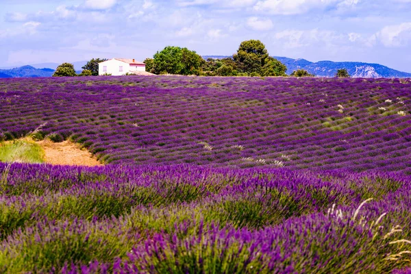 Levendula Mező Virágzó Provence Ban Franciaországban Virágzási Időszak — Stock Fotó