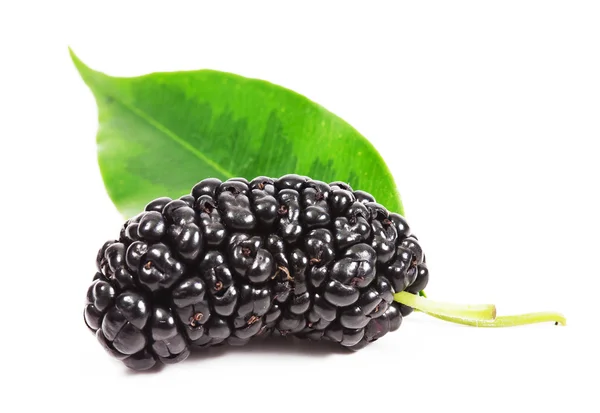 Mulberry — Stock Image Mulberry Royalty Free Stock Images