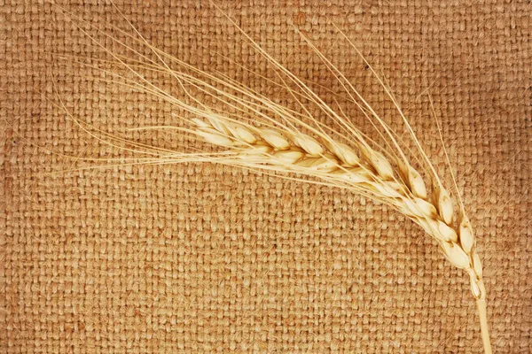 Wheat — Stock Image Wheat Stock Image