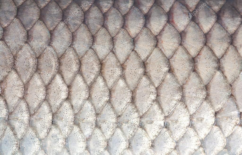 Texture des écailles de poisson — Photographie ninell © 49006077