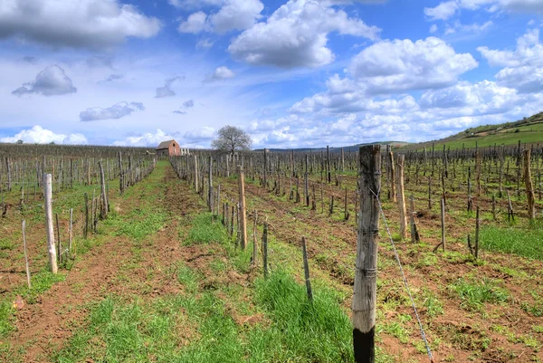 Vineyard in Tokaj — Stock Photo, Image