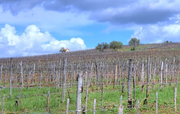 Vineyard in Tokaj — Stock Photo, Image