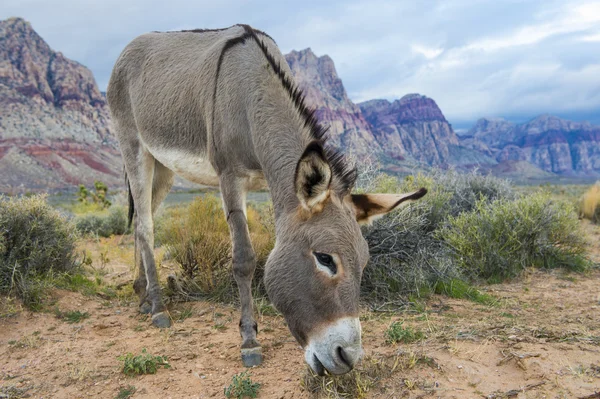 Wild burro — Stock Photo, Image