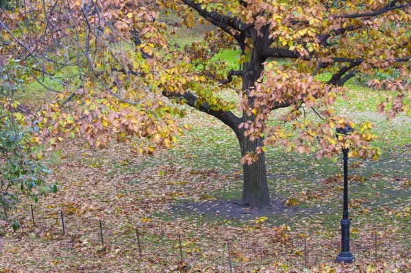 中央公園 — ストック写真