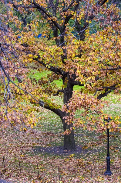 Central Park — Foto Stock