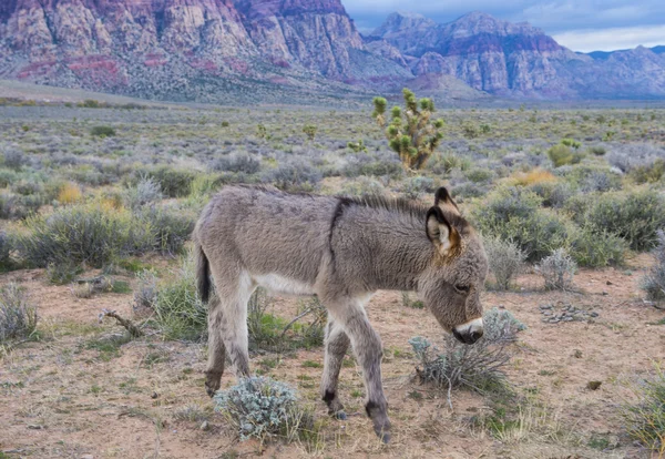 Burros silvestres —  Fotos de Stock