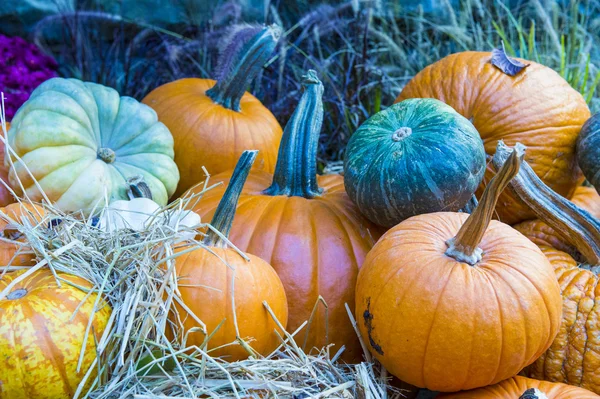 Pumpkins — Stock Photo, Image