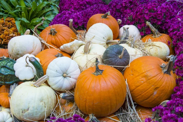 Pumpkins — Stock Photo, Image