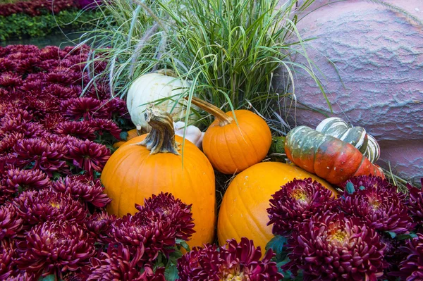 Pumpkins — Stock Photo, Image