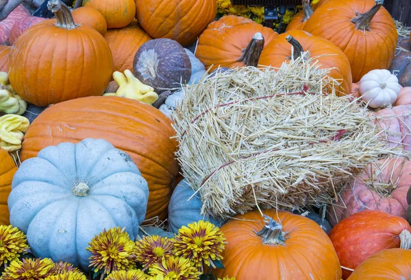 Pumpkins — Stock Photo, Image