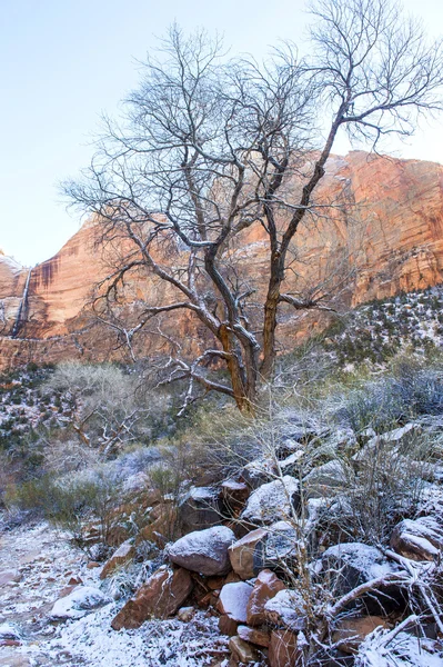 Zion park — Stok fotoğraf