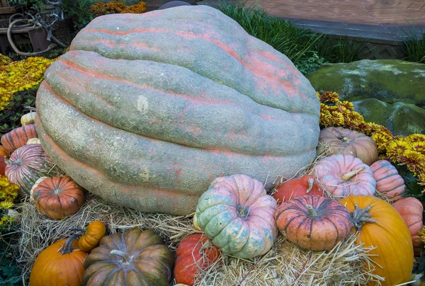 Pumpkins — Stock Photo, Image