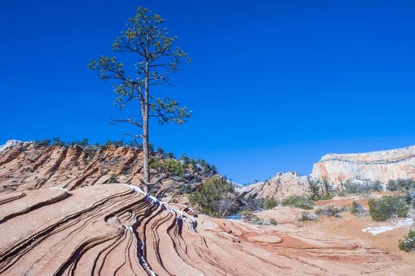 Zion Park — Stockfoto