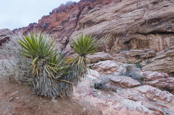 Cañón de Red Rock, Nevada . — Foto de Stock