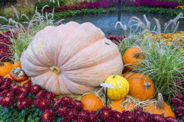 Bellagio Hotel Konservatuarı ve Botanik Bahçeleri