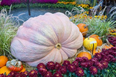 Bellagio Hotel Konservatuarı ve Botanik Bahçeleri