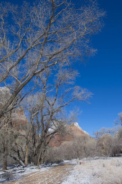 Zion park — Stok fotoğraf