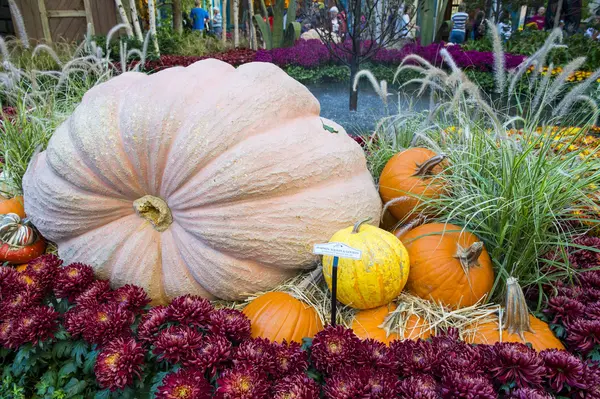 Bellagio Hotel Conservatorium & botanische tuinen — Stockfoto