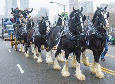 Chicago Saint Patrick geçit töreni