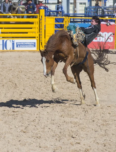 Giorni di Helldorado rodeo — Foto Stock