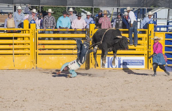 Helldorado days rodeo — Stock Photo, Image