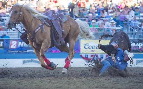 Rodeo de Reno — Foto de Stock