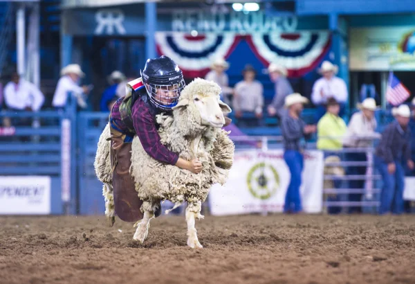 Reno Rodeo — Stockfoto