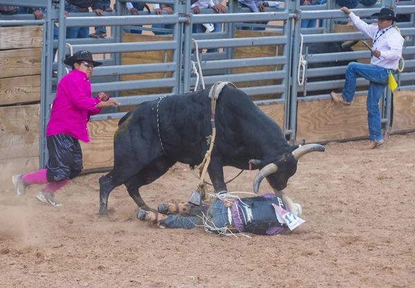 Reno Rodeo — Stock Photo, Image