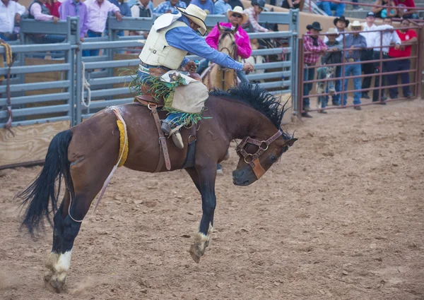 Galopp, indisches Rodeo — Stockfoto