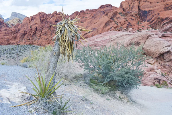 Canyon della Roccia Rossa, Nevada . — Foto Stock